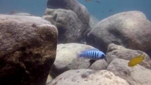 Metriaclima zebra 'Chizumulu Island' Galerie Metriaclima zebra